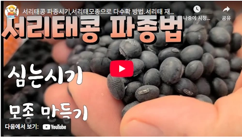 소만콩 심는시기 및 재배방법 