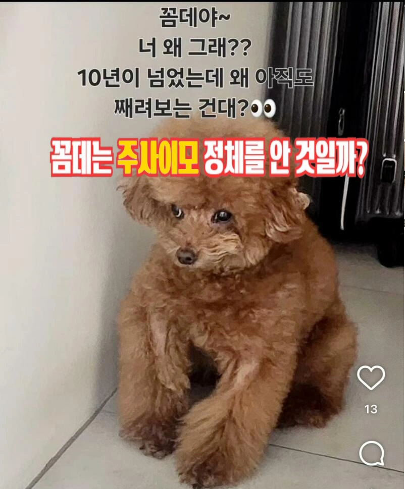 남편까지 있는 이00 박나래 주사이모 포강의대 불법 의료 인스타 라니... (ft. 샤이니 키)