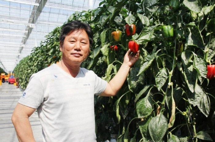 토마토 스마트팜으로 1000억 농부 우듬지팜 김호연 대표 프로필 & 재산 (ft. 다이어트 토망고 효능 부작용)